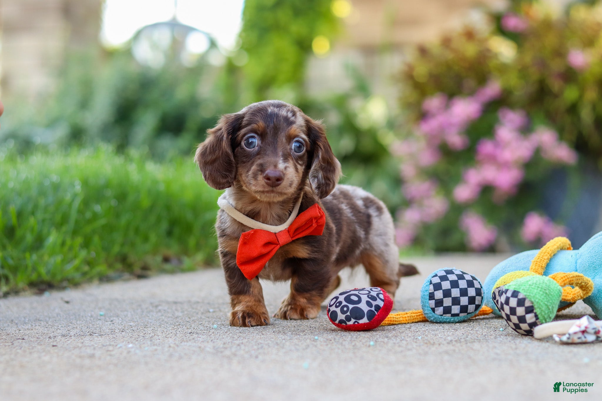 Miniature Dachshund dogs Benson - Ad 2