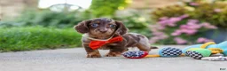 Miniature Dachshund dogs for sale: Benson - Ad 2