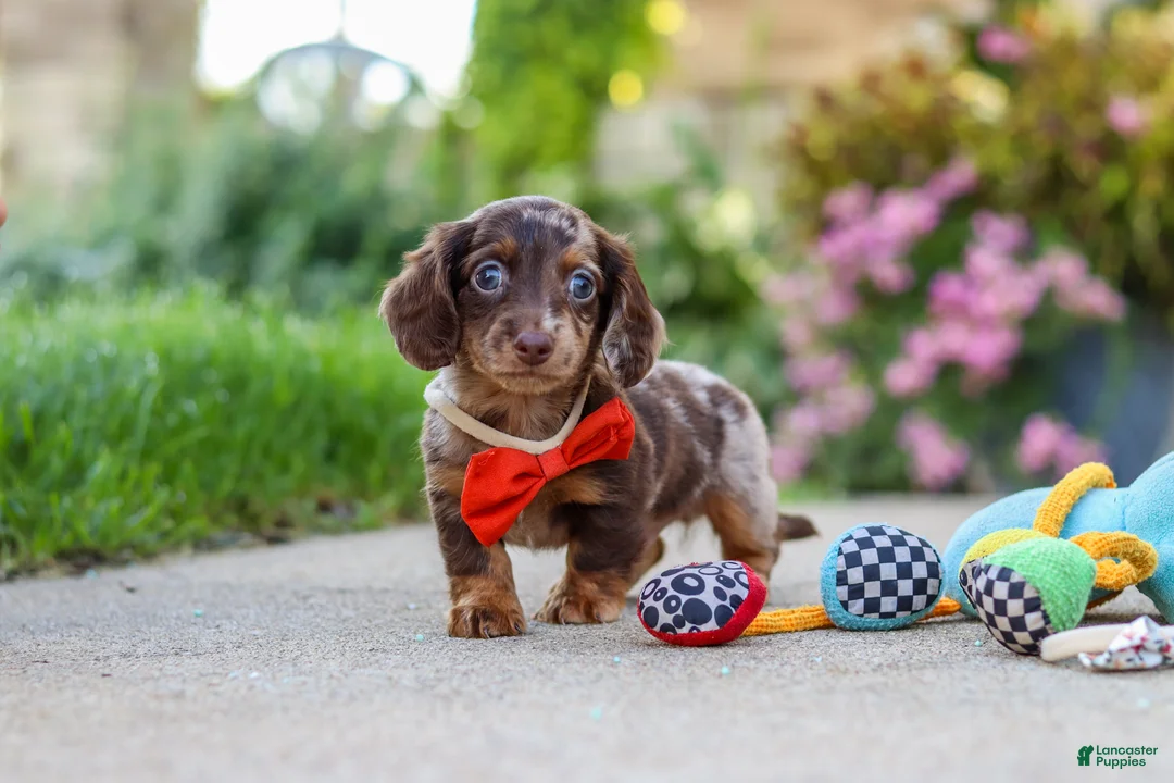 Miniature Dachshund dogs for sale: Benson - Ad 2