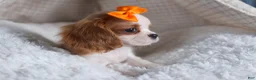 Cavalier King Charles Spaniel dogs for sale: Patsy - Ad 9