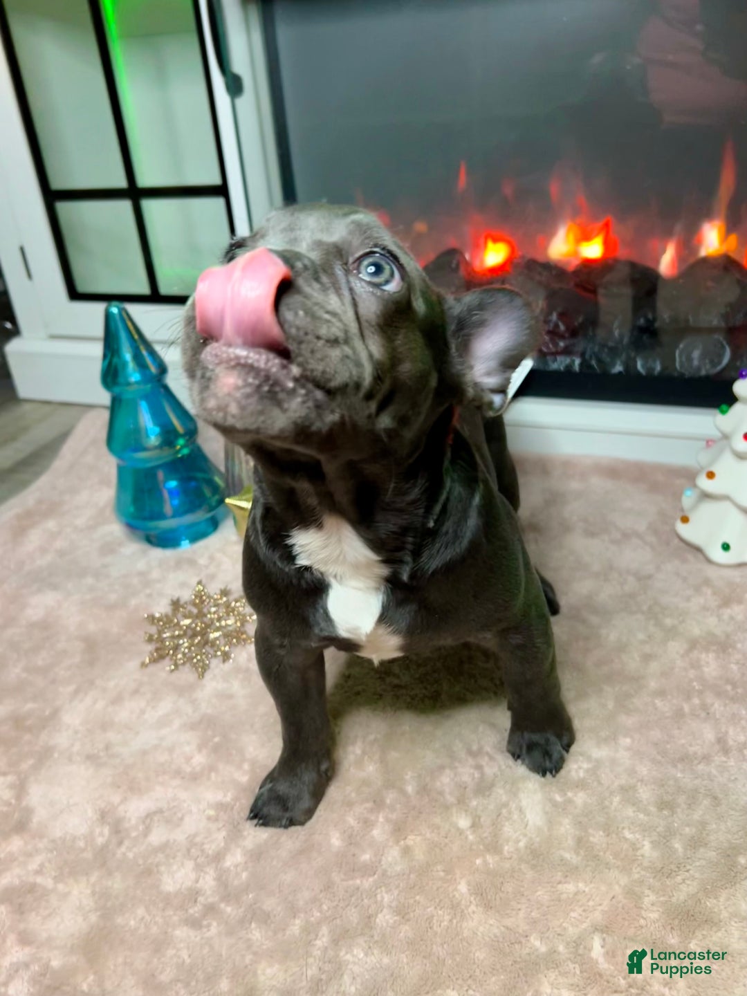 French Bulldog dogs for sale: MISO - Ad 6