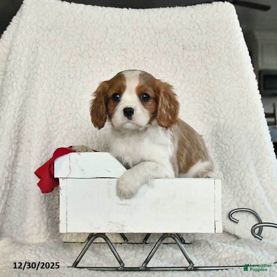 Cavalier King Charles Spaniel dogs for sale: Snowflake - Ad 2