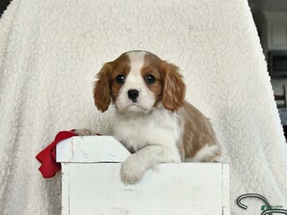 Cavalier King Charles Spaniel dogs for sale: Snowflake - Ad 2