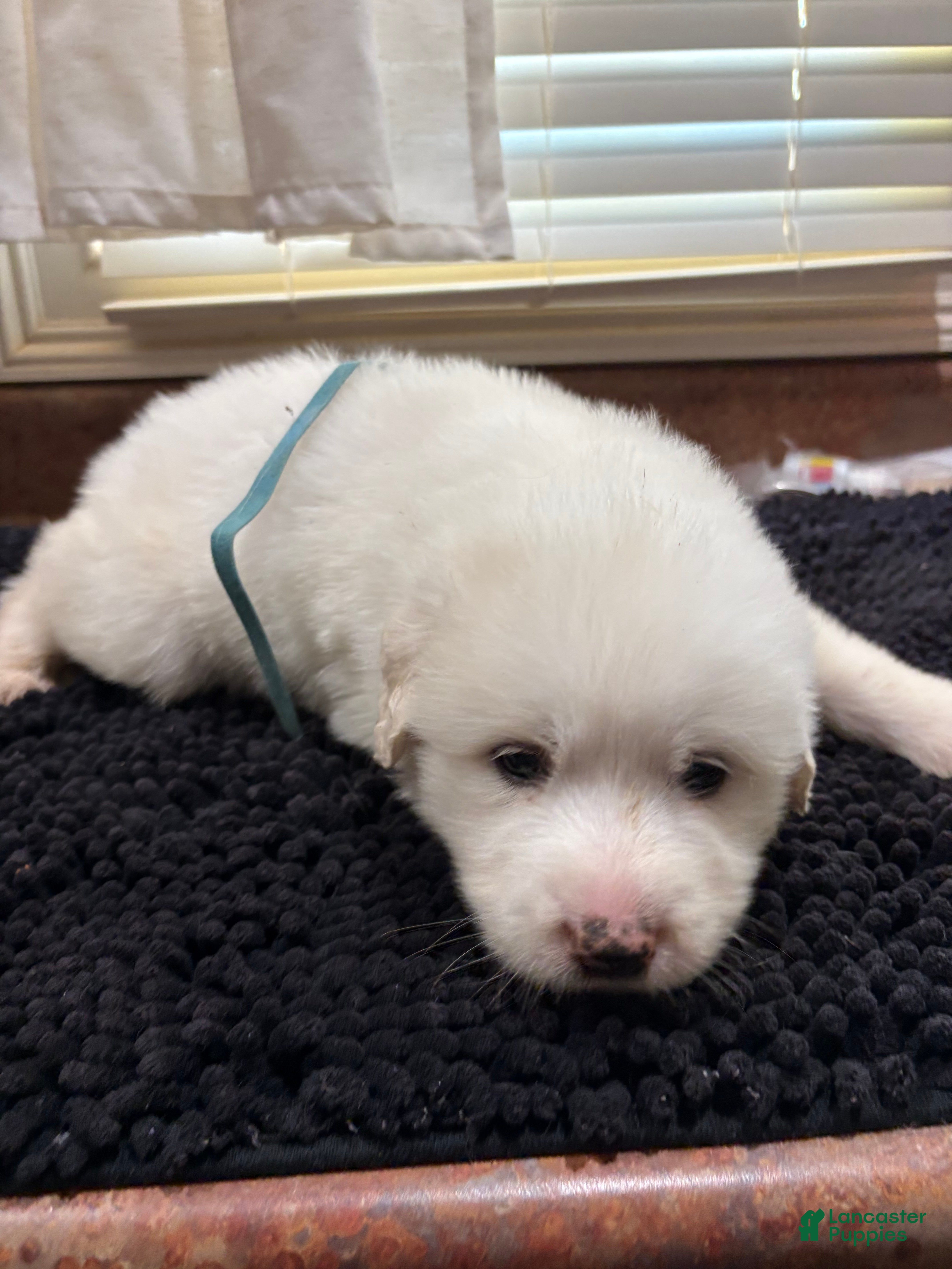 Great Pyrenees dogs for sale: Light Blue male - Ad 26