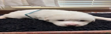 Light Blue male
