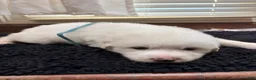 Great Pyrenees dogs for sale: Light Blue male - Ad 1
