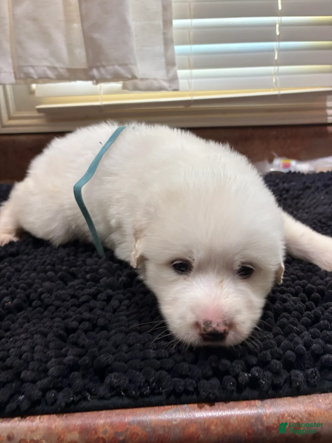 Great Pyrenees dogs for sale: Light Blue male - Ad 1