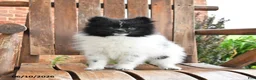 Pomeranian dogs for sale: Spencer - Ad 4