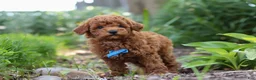 Miniature Poodle dogs for sale: Apollo - Ad 8