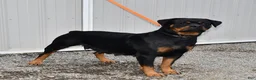 Mixed Breed dogs for sale: Bingo - Ad 6