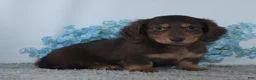 Miniature Dachshund dogs for sale: Jasper - Ad 4