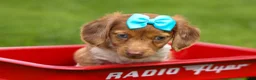 Miniature Dachshund dogs for sale: OLIVER - Ad 16