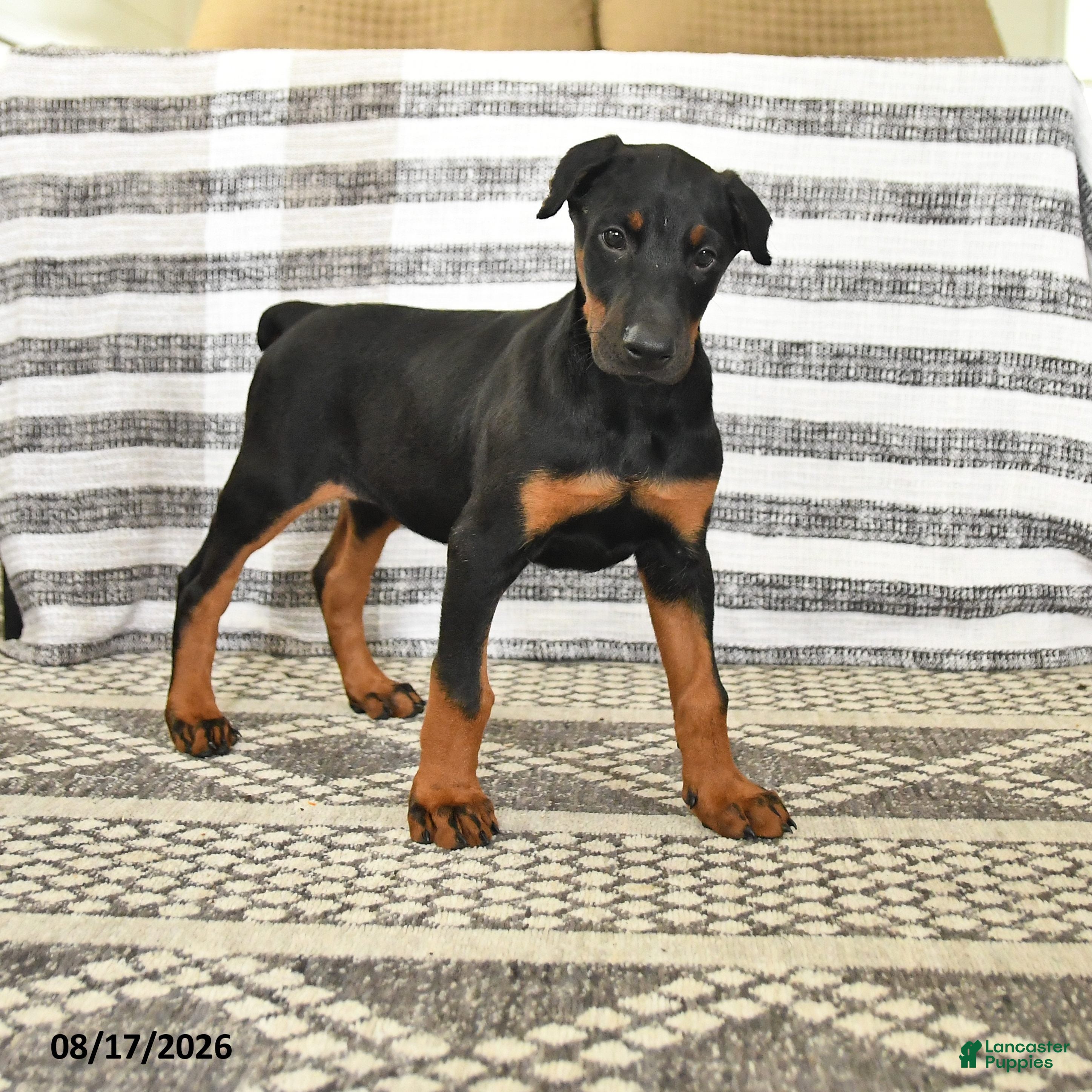 Doberman Pinscher dogs Dolly - Ad 1