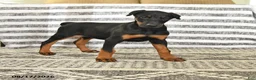Doberman Pinscher dogs for sale: Dolly - Ad 1