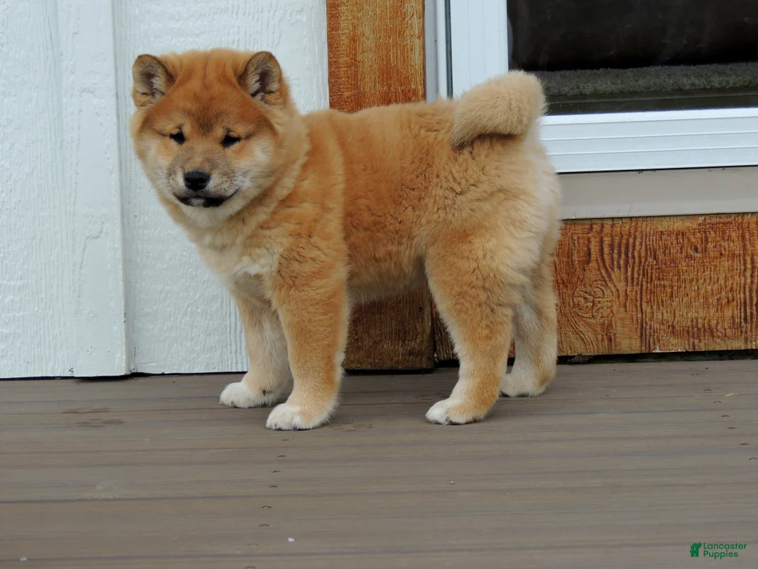 Shiba Inu dogs for sale: DAKOTA - Ad 8