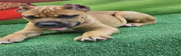 Cane Corso dogs for sale: BONNIE - Ad 7