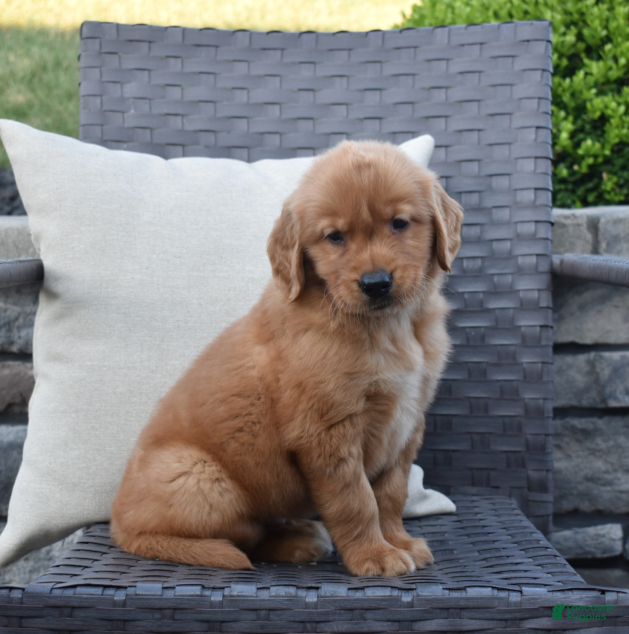 Golden Retriever dogs Zeke - Ad 1