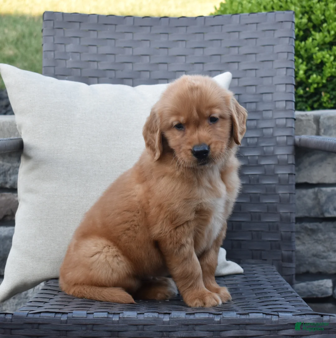 Golden Retriever dogs for sale: Zeke - Ad 1