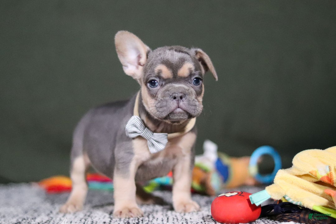 French Bulldog dogs for sale: Bryce - Ad 5