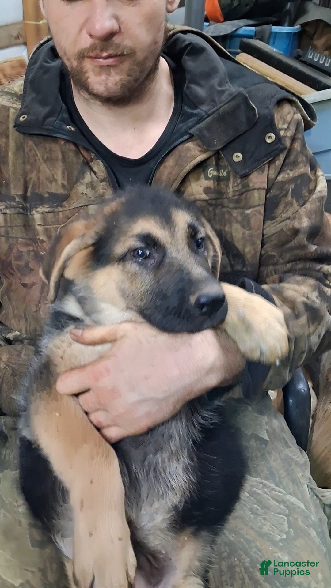 German Shepherd dogs for sale: German Shepherd Puppy 3 - Ad 2