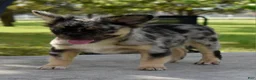 Mixed Breed dogs for sale: Ruby blue eyes merle - Ad 3