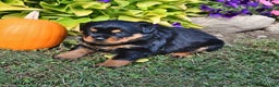 Rottweiler dogs for sale: Alice - Ad 5