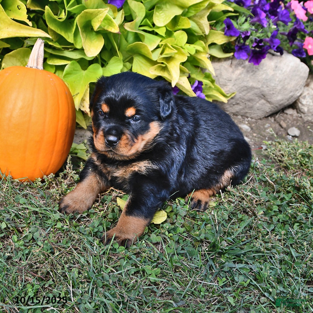 Rottweiler dogs for sale: Alice - Ad 5