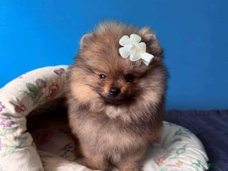 Pomeranian dogs - Ad 14