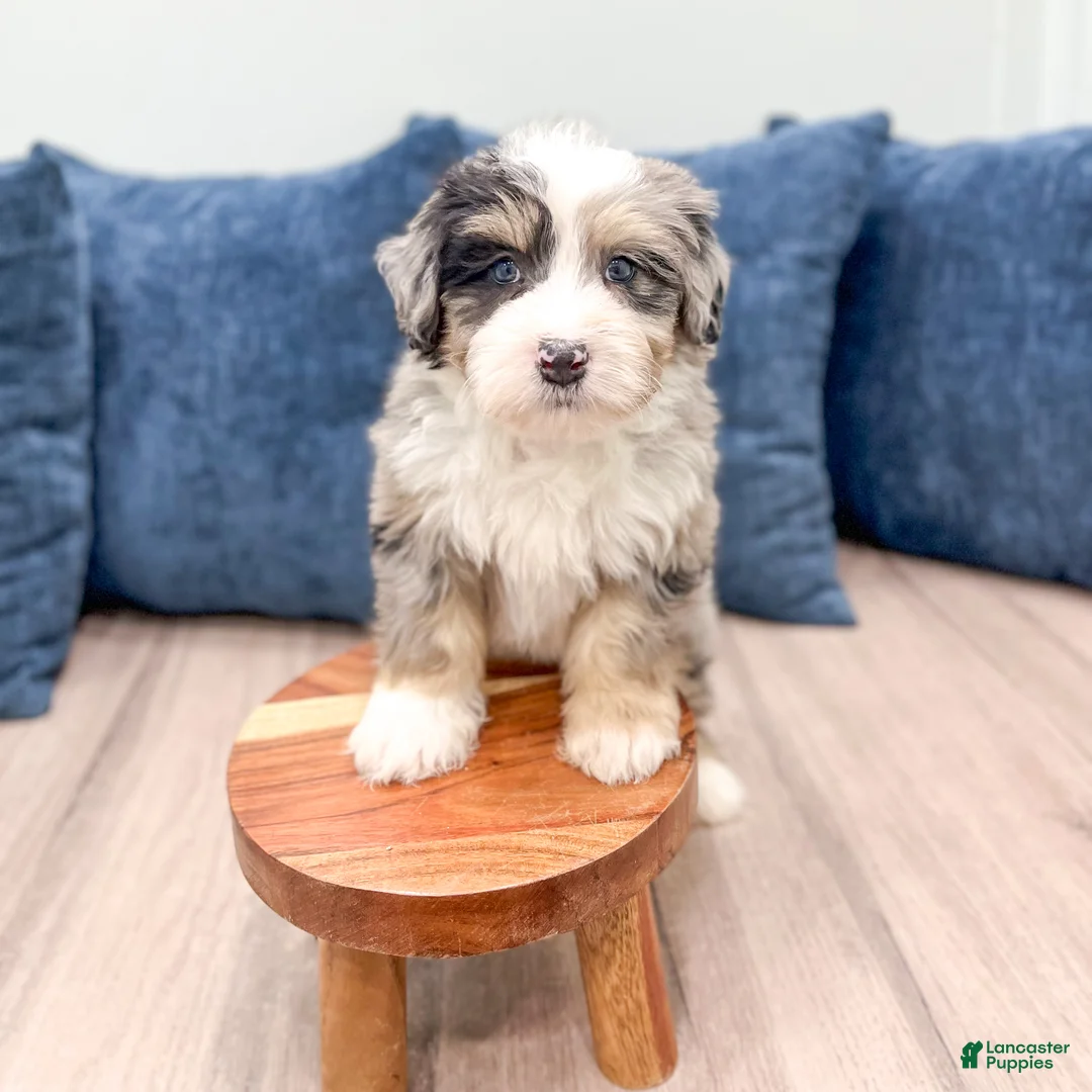 Mini Bernedoodle dogs for sale: Wesley - Ad 3