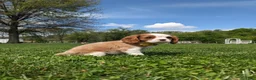 Cavalier King Charles Spaniel dogs for sale: Krissie - Ad 7