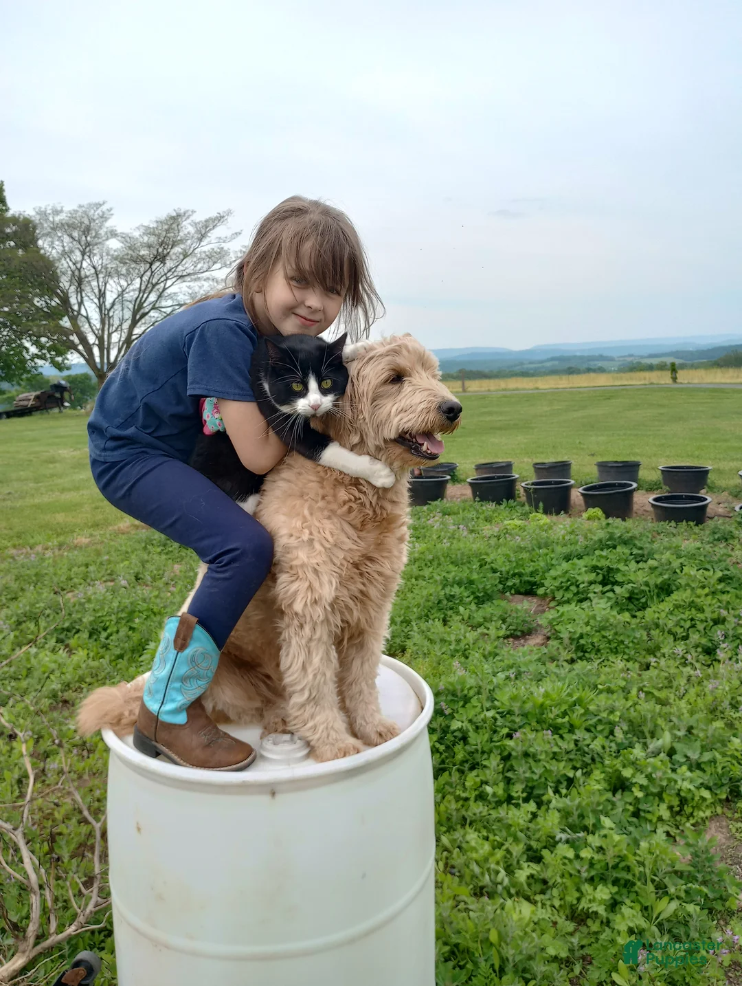 Mini Goldendoodle dogs for sale: Mini Goldendoodle (Max) - Ad 12