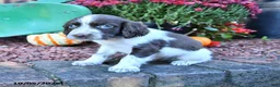 English Springer Spaniel dogs for sale: Freckles - Ad 4