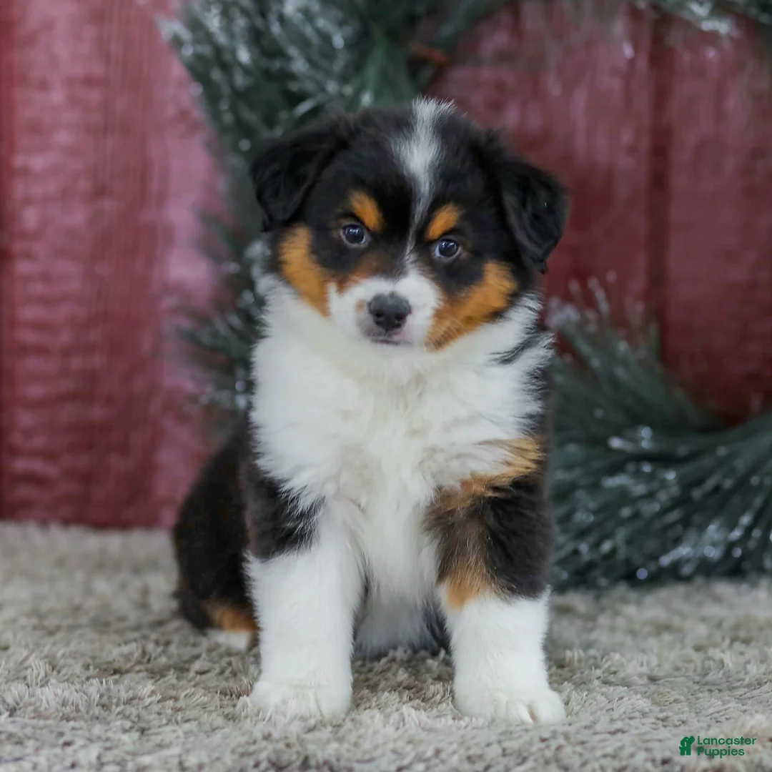 Miniature Australian Shepherd dogs for sale: Caramel - Ad 1
