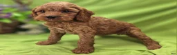 Cockapoo dogs for sale: Nigel - Ad 2