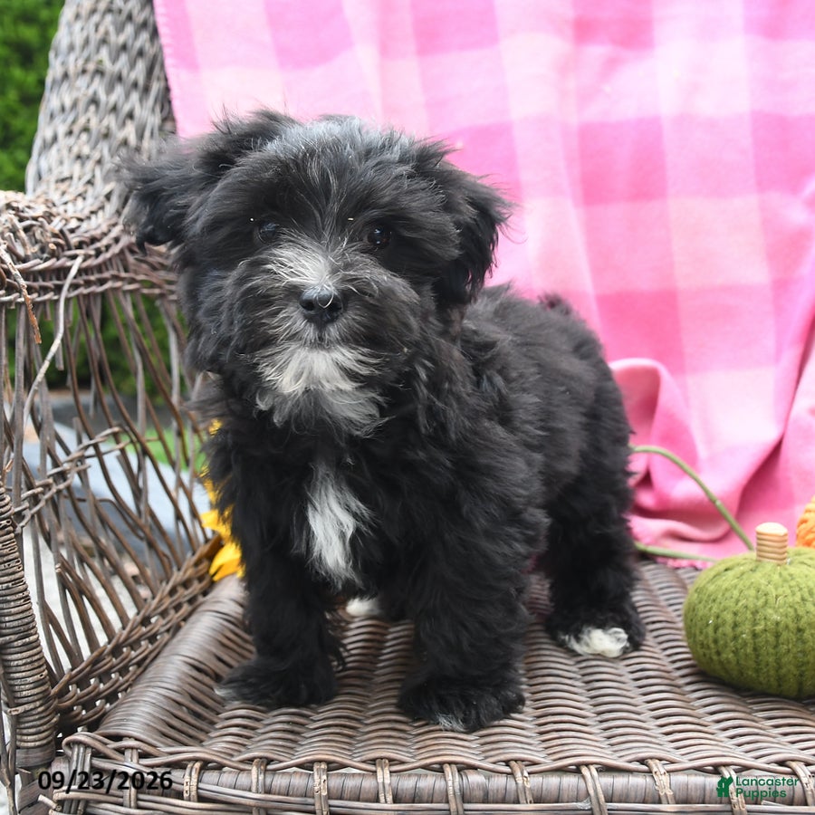 Maltipoo dogs Marlo - Ad 1