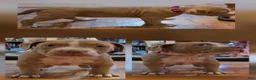 American Bully dogs for sale: American Bully Puppy 2 - Ad 2