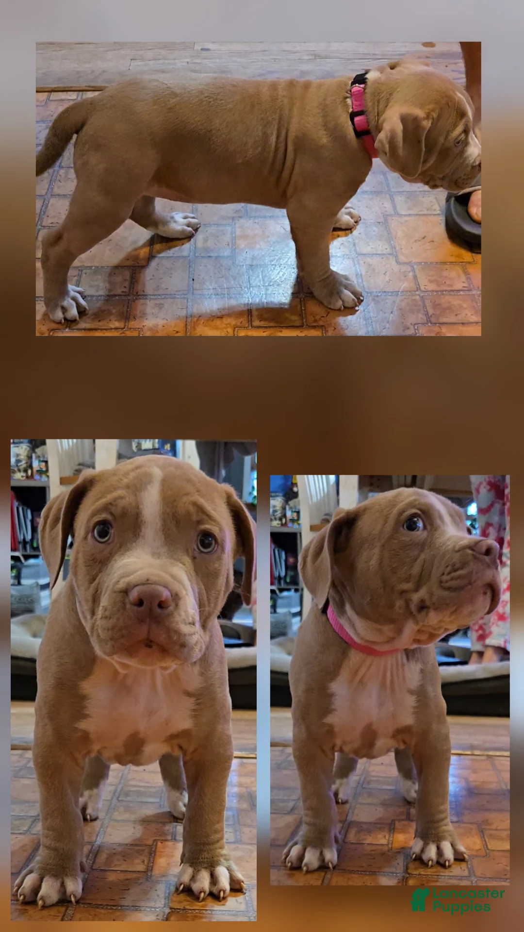 American Bully dogs for sale: American Bully Puppy 2 - Ad 2