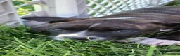 American Pit Bull Terrier dogs for sale: American Pit Bull Terrier 2 - Ad 21