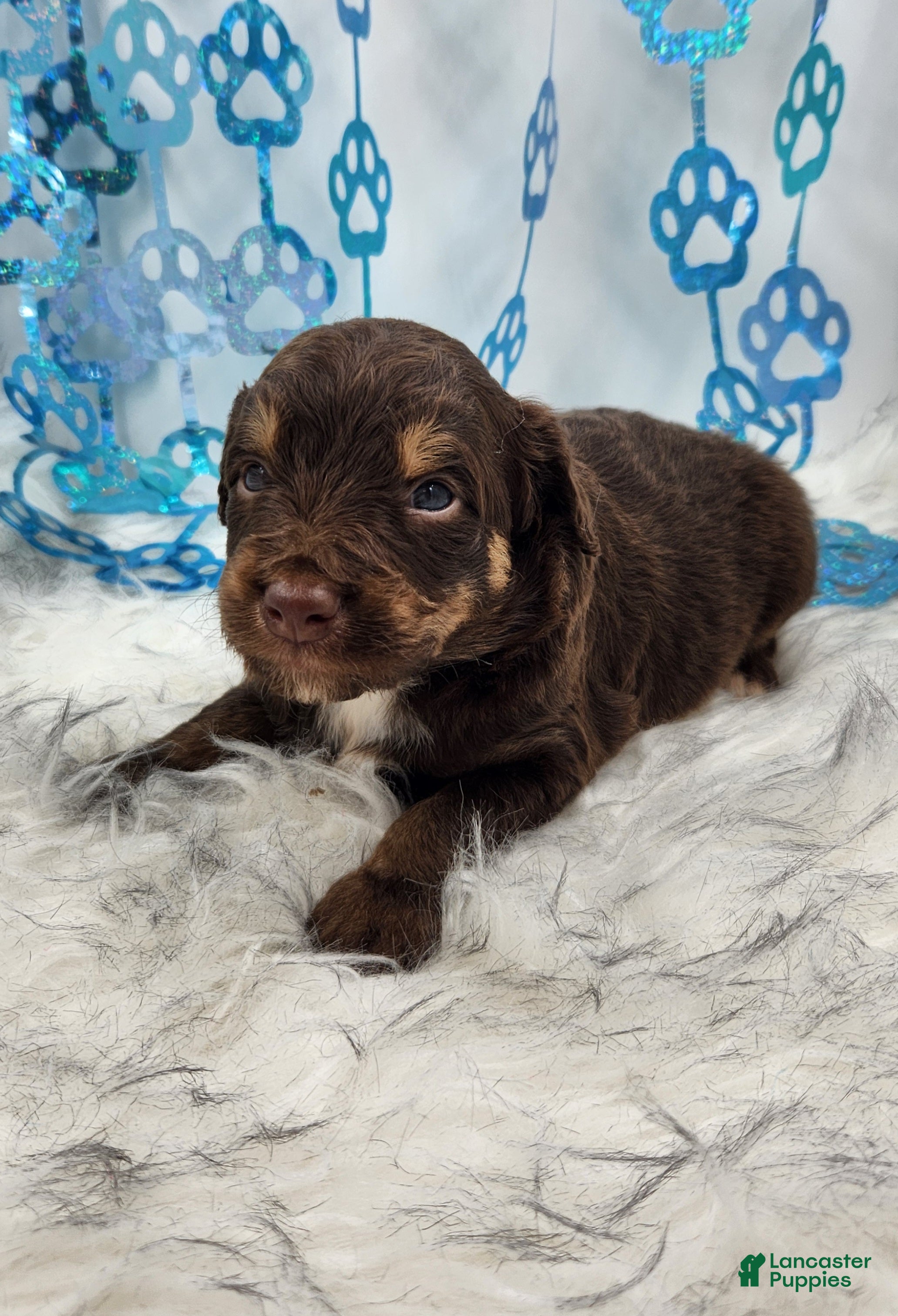 Mini Aussiedoodle dogs Mini Aussiedoodle Puppy 1 - Ad 41