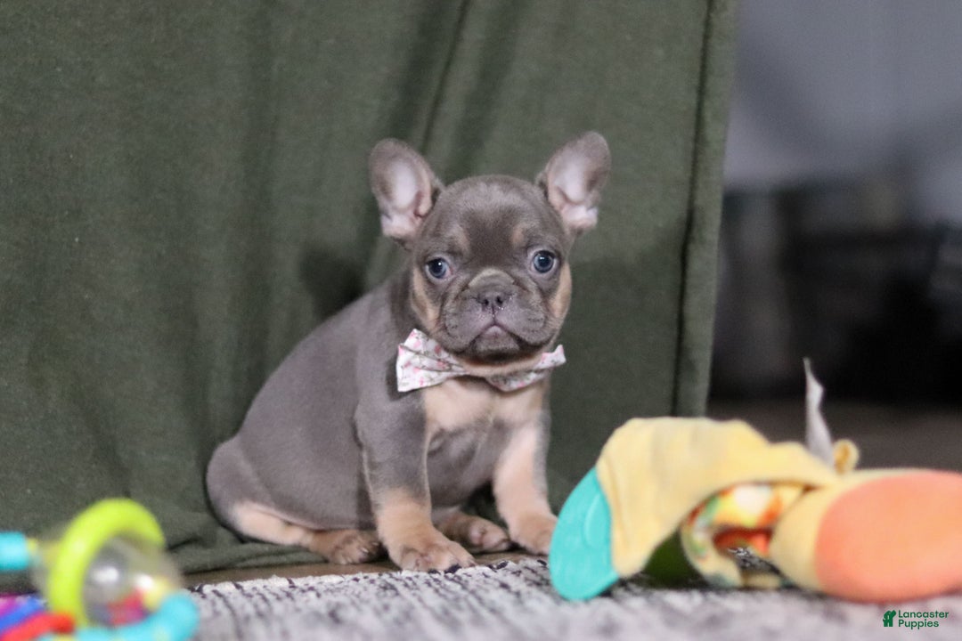 French Bulldog dogs for sale: Navy - Ad 6