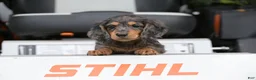 Miniature Dachshund dogs for sale: Buckley - Ad 7
