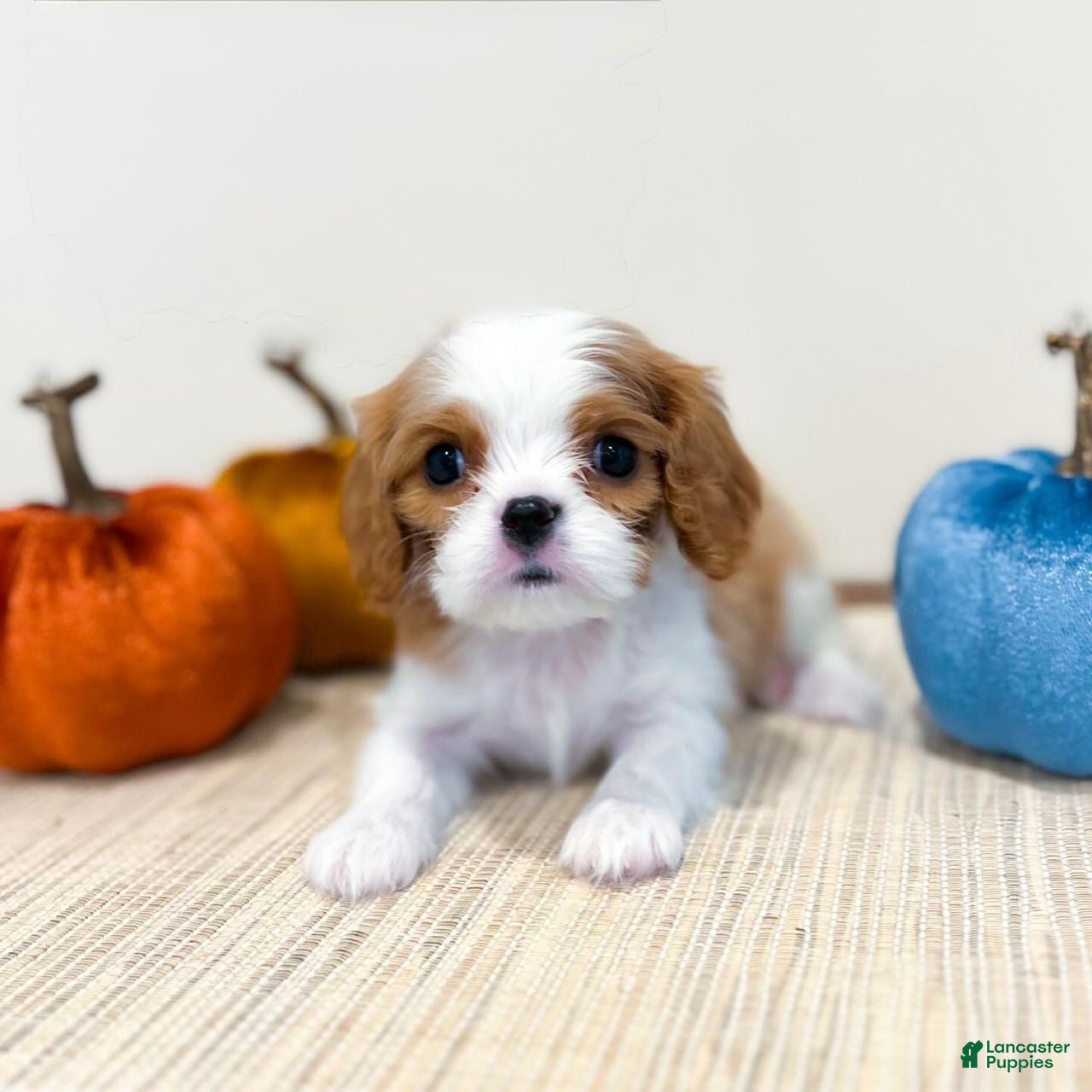 Cavalier King Charles Spaniel dogs Milo - Ad 4