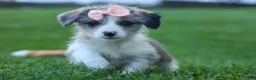 Corgipoo dogs for sale: NAOMI - Ad 5