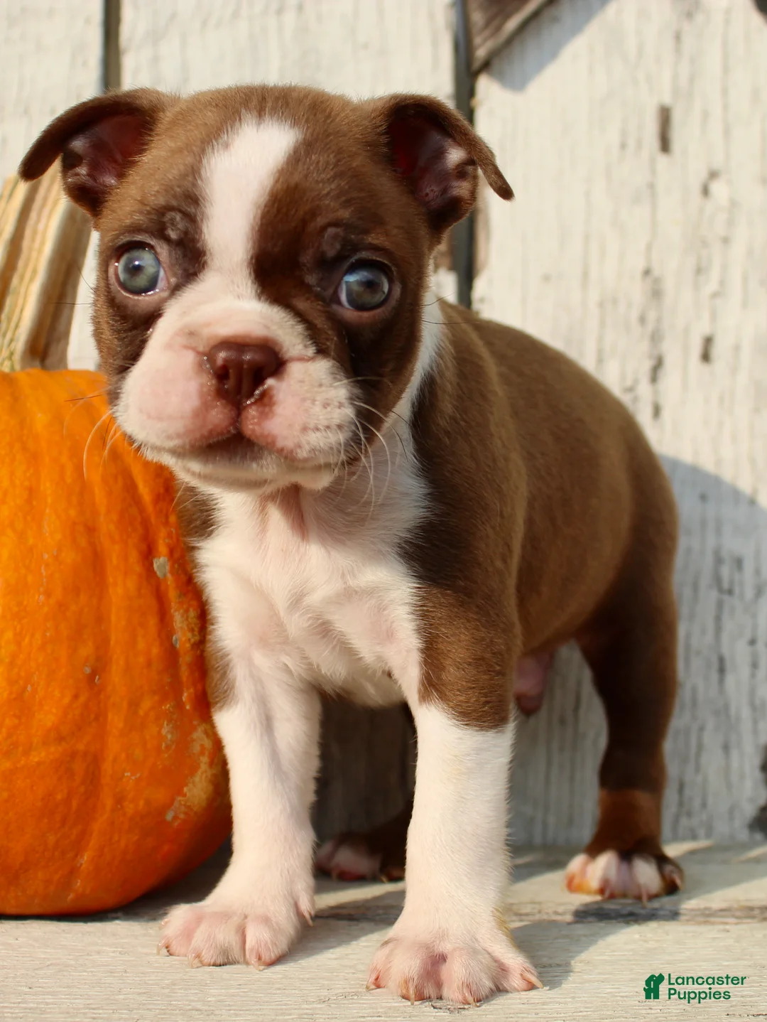 Boston Terrier dogs for sale: Raptor Male AKC Boston Terrier - Ad 8