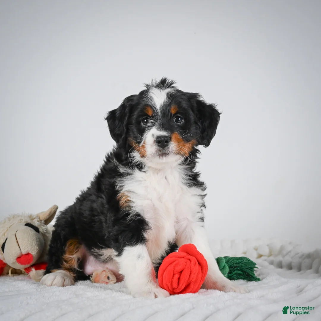 Mini Bernedoodle dogs for sale: Sasha - Ad 1