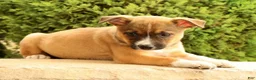 Miniature Australian Shepherd dogs for sale: Belle - Ad 4
