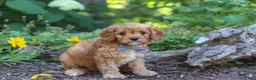 Cavapoo dogs for sale: Max  - Ad 2