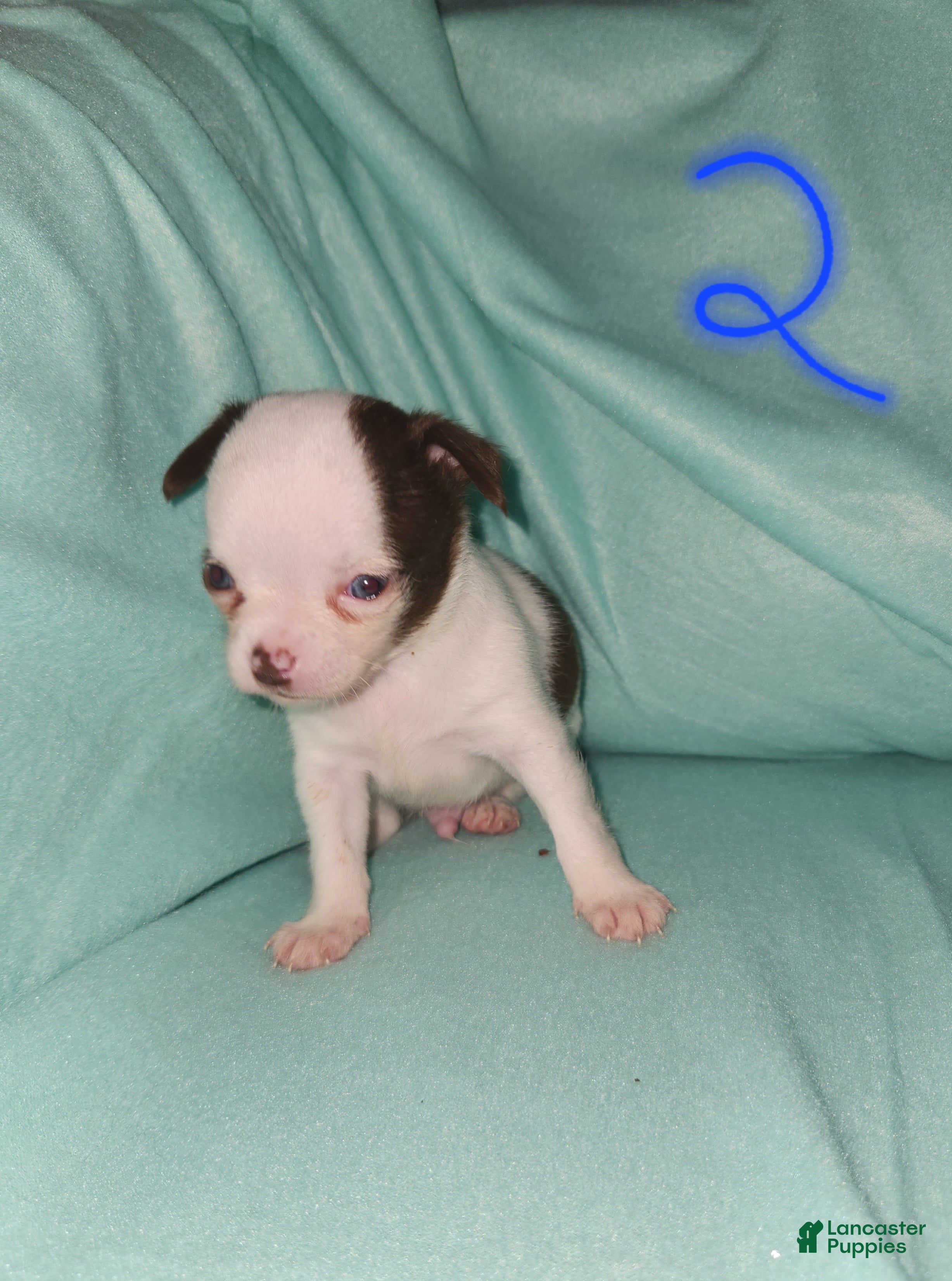 Chihuahua dogs Annies Boy 2 - Ad 15