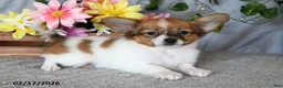 Papillon dogs for sale: Daisy - Ad 5