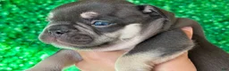 French Bulldog dogs for sale: French Bulldog 3 - Ad 7
